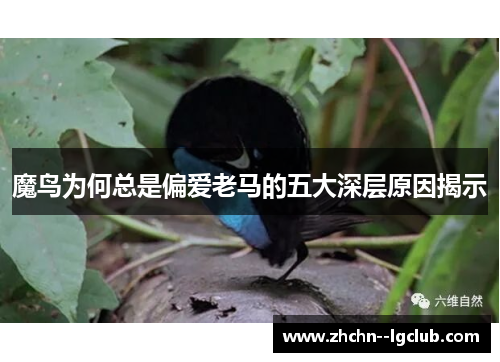 魔鸟为何总是偏爱老马的五大深层原因揭示